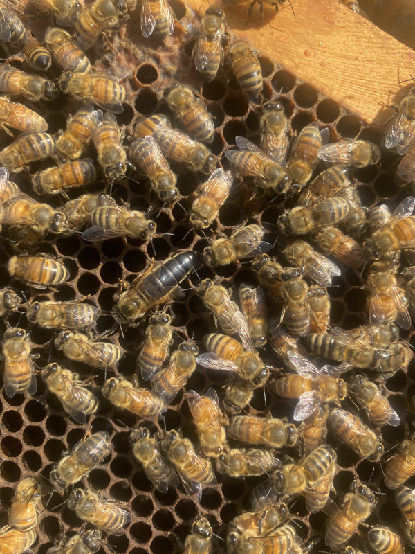 2025 Bee Package Load 2 2nd week in April McCormack's Bee Farm